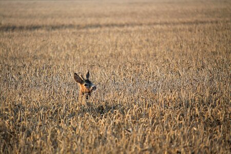 Fallow deer cornfield nature photo