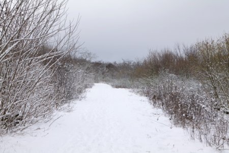 Deponie Wannsee with snow 2021-01-30 71