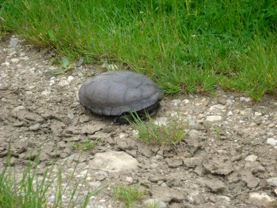 Dept.Indre (Fr)- Tortue sauvage