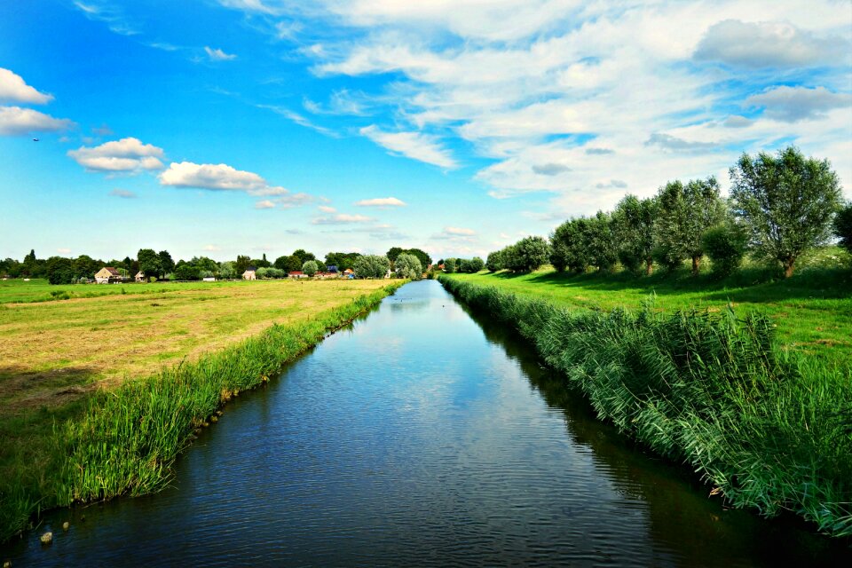 Willows countryside rural