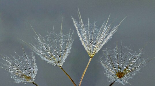Water macro plant