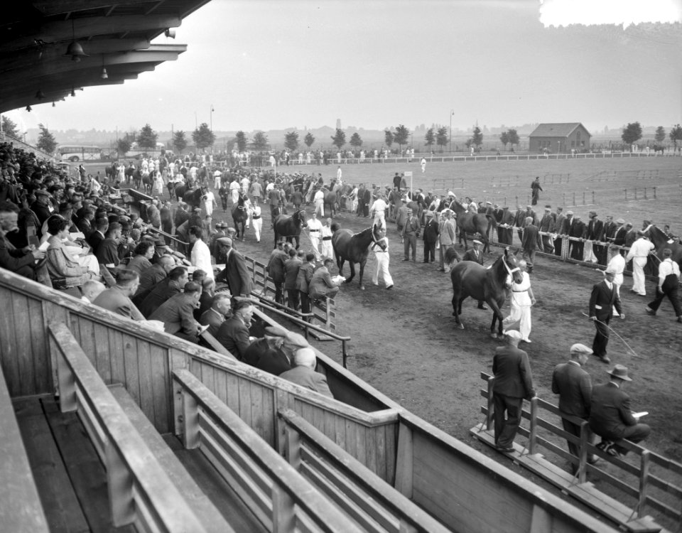 Den Bosch 25 jaar veemarkt paardenkeuring, Bestanddeelnr 907-8918