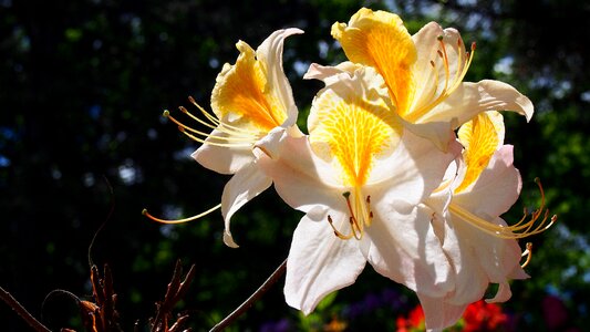 Spring nature plant