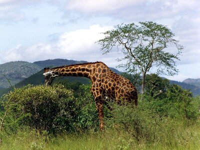 Reticulated giraffe grass steppe savannah photo