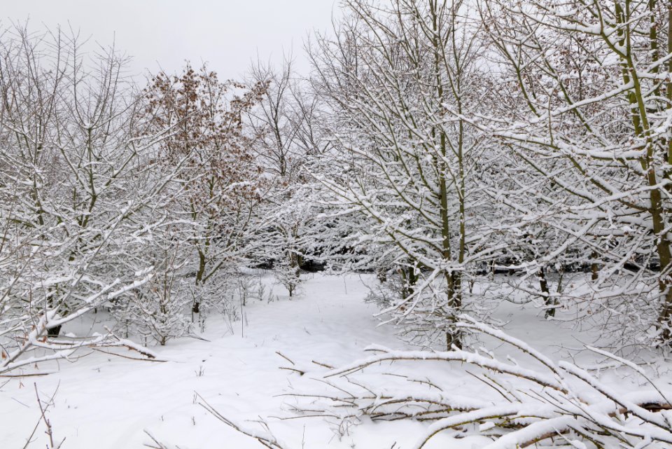 Deponie Wannsee with snow 2021-01-30 81