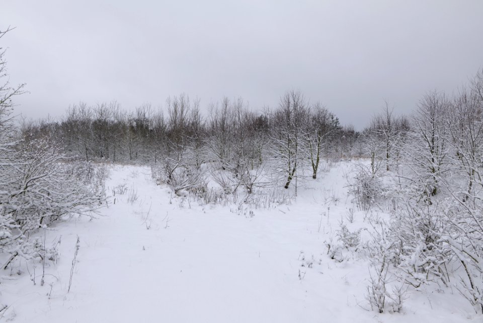 Deponie Wannsee with snow 2021-01-30 39
