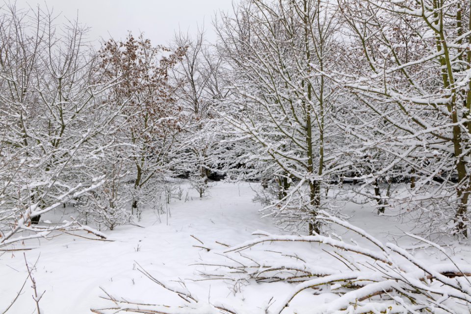 Deponie Wannsee with snow 2021-01-30 82