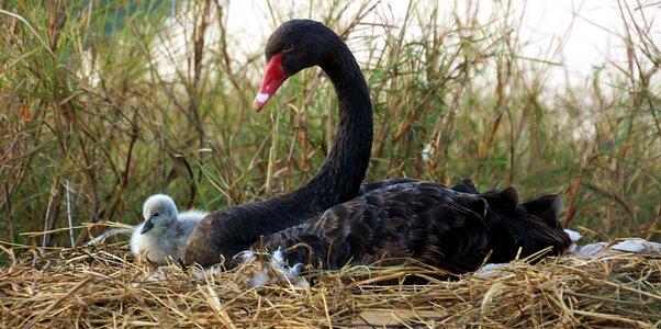 Chick breeding myanmar photo