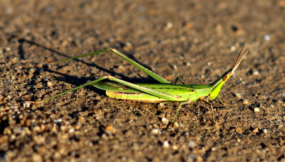 Grasshopper insecta green photo