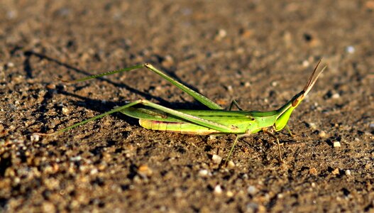 Grasshopper insecta green photo