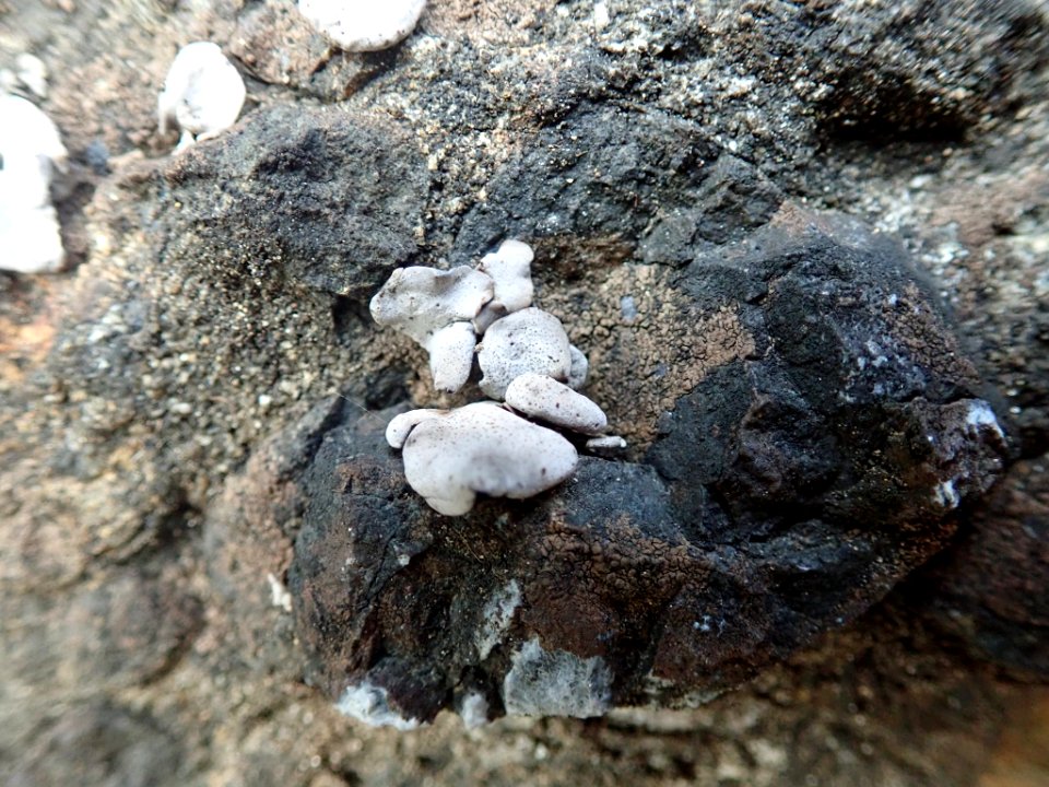 Dermatocarpon reticulatum 104244600