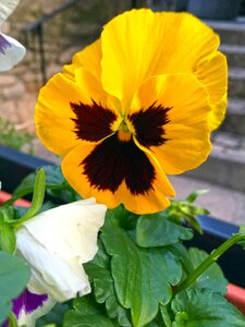 Yellow flower petunia nature