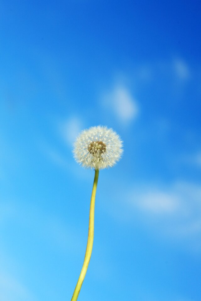 Flower plant common dandelion