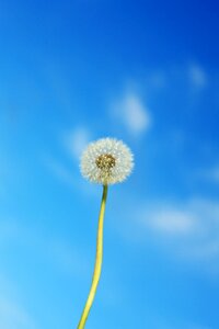 Flower plant common dandelion