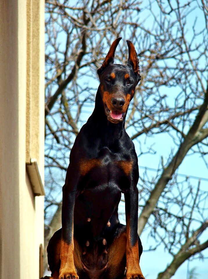 Beauty dog in addition to housing