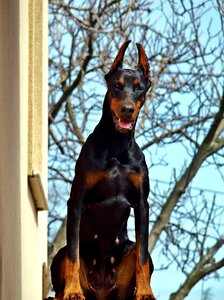 Beauty dog in addition to housing