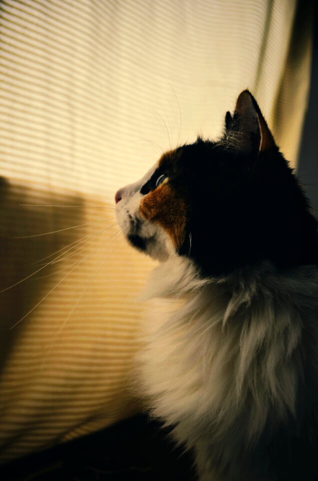 Feline animals domestic