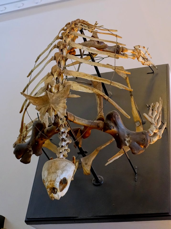 Dermochelys coriacea skeleton - Redpath Museum - McGill University - Montreal, Canada - DSC07812
