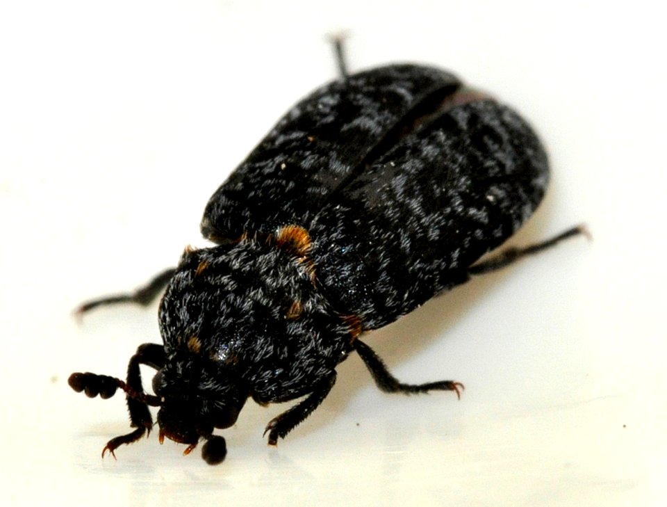 Dermestes-murinus-09-fws