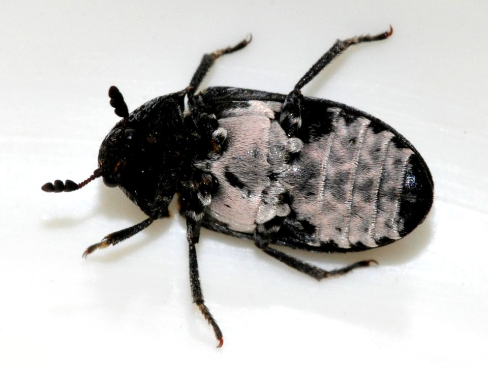 Dermestes-murinus-03-fws