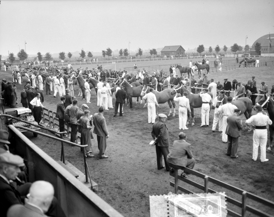 Den Bosch 25 jaar veemarkt paardenkeuring, Bestanddeelnr 907-8920