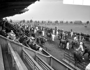 Den Bosch 25 jaar veemarkt paardenkeuring, Bestanddeelnr 907-8917