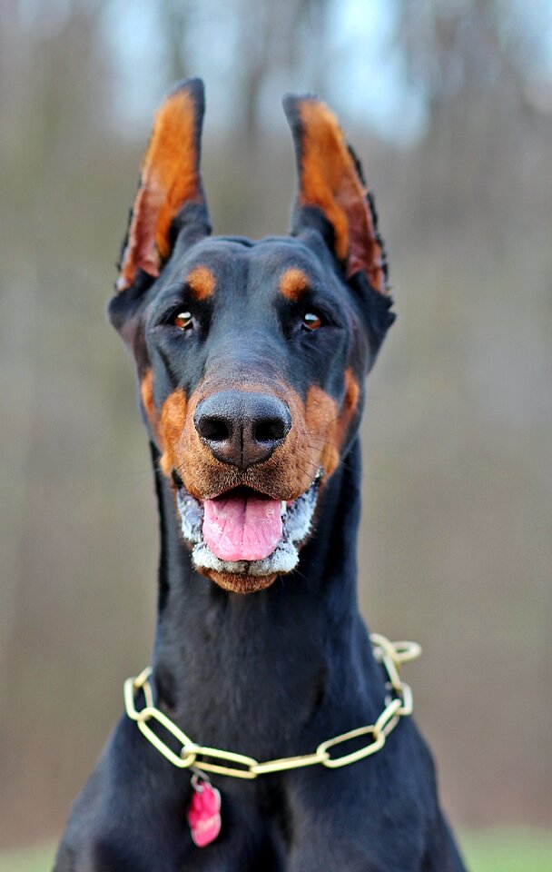Doberman facial portrait
