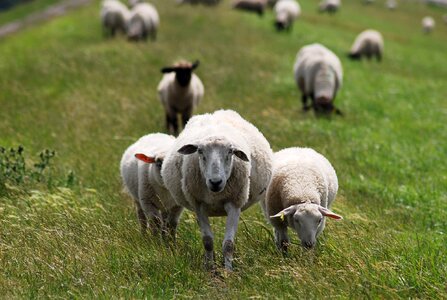 Wool friesland north sea
