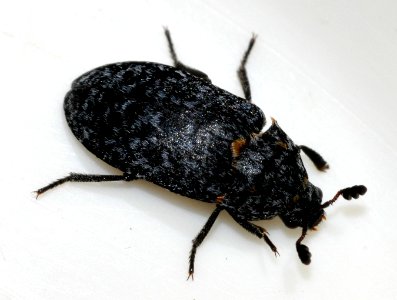 Dermestes-murinus-04-fws