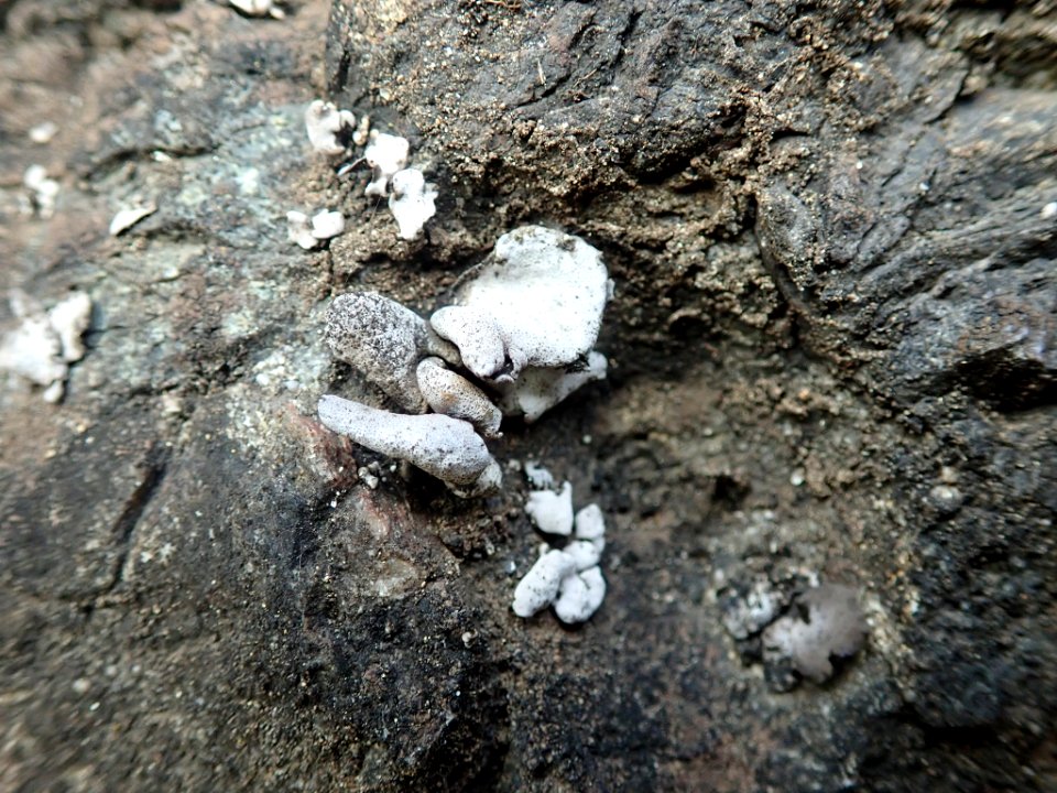 Dermatocarpon reticulatum 104244588