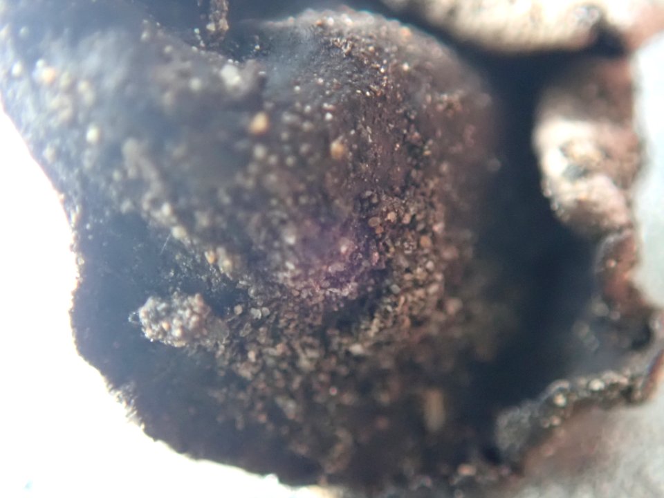 Dermatocarpon reticulatum 104244578