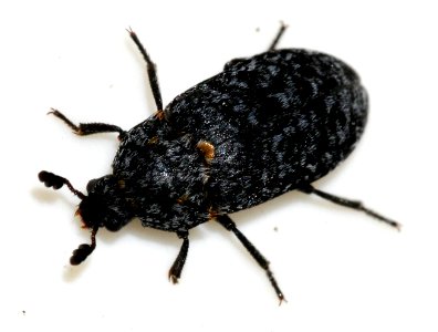 Dermestes-murinus-05-fws