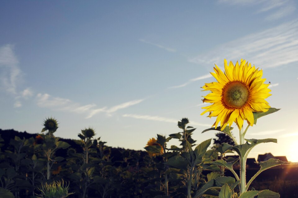 Yellow flower nature