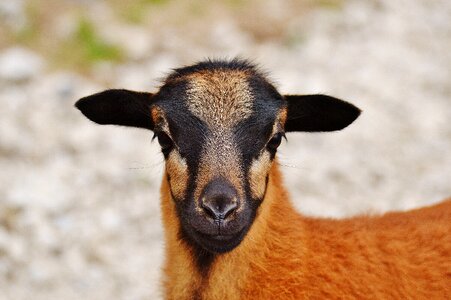 Cute animal world sweet