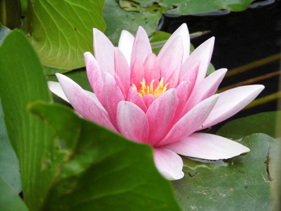Flowers water lily pink