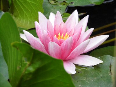 Flowers water lily pink photo
