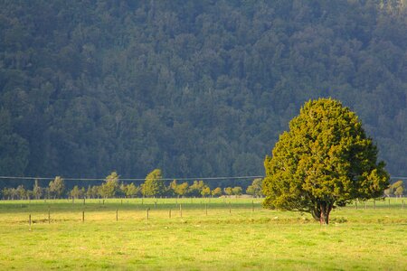 Tree field breathtaking