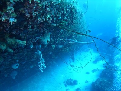 Diver marine exploration photo