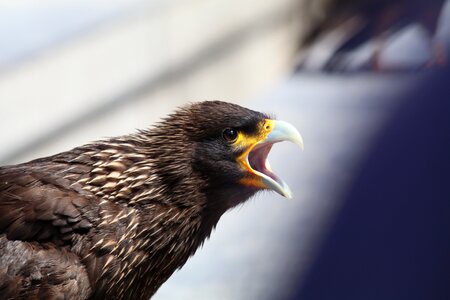 Angry bird nature