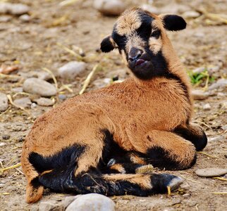 Young animal newborn cute