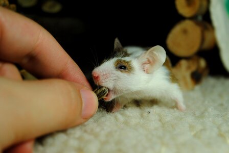 Mouse animal human