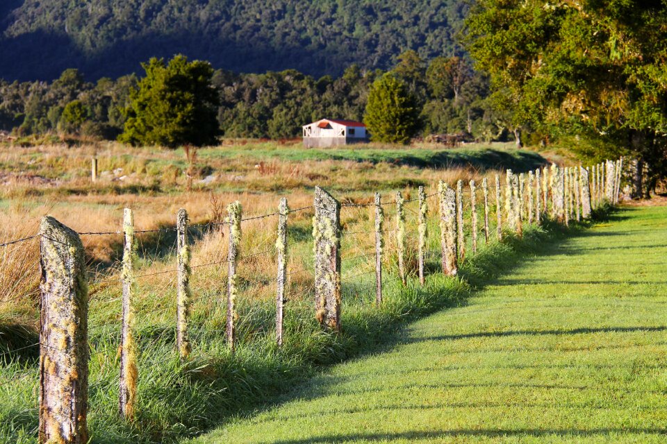 Tree field breathtaking