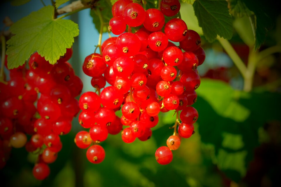 Fruit fruits soft fruit