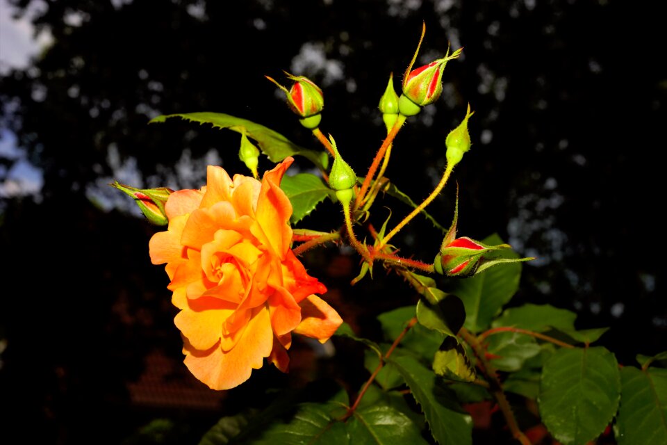 Rose fragrance noble
