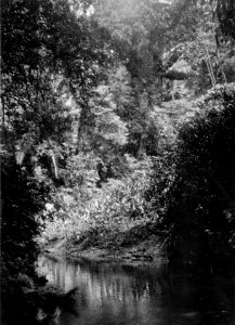 Detalj från floden. Vegetationsbild. Chocó. Colombia - SMVK - 004187