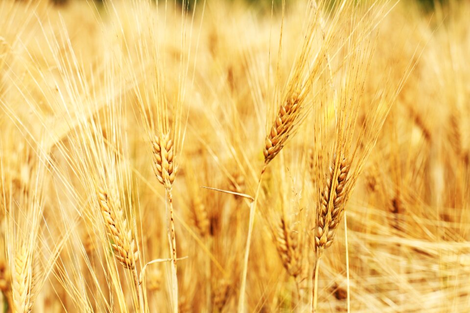 Cereals field grass