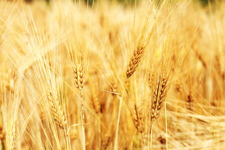 Cereals field grass photo