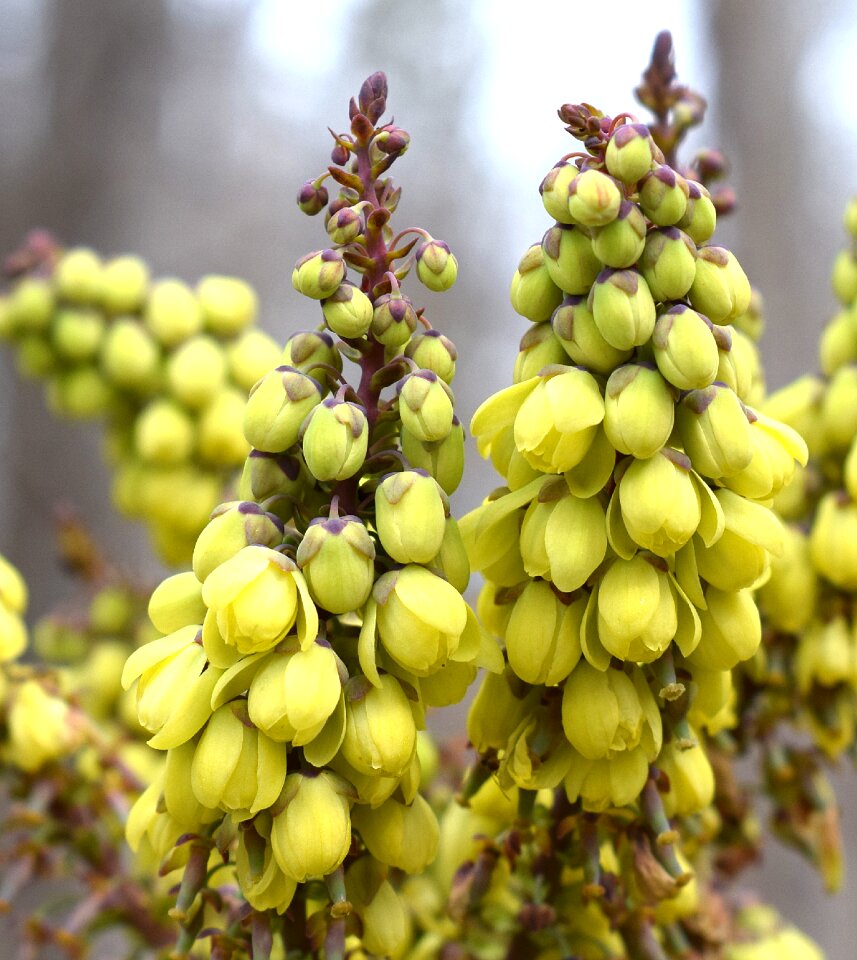 February shrub ornamental