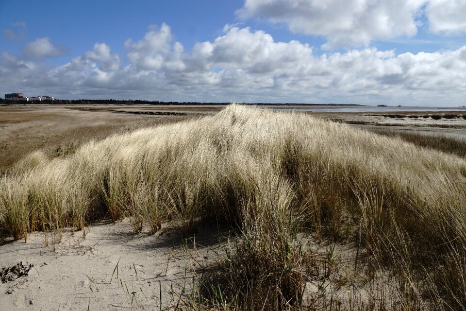 Dune grass grass coastal landscape