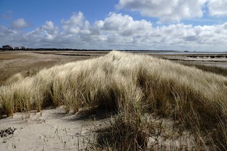 Dune grass grass coastal landscape photo